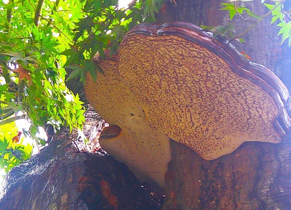 サルノコシカケ 大 サルノコシカケ 大 ダブル