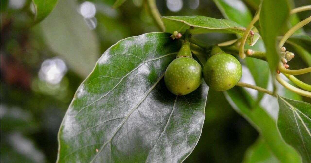 植物を育てる（21）by立花吉茂｜緑の地球ネットワーク
