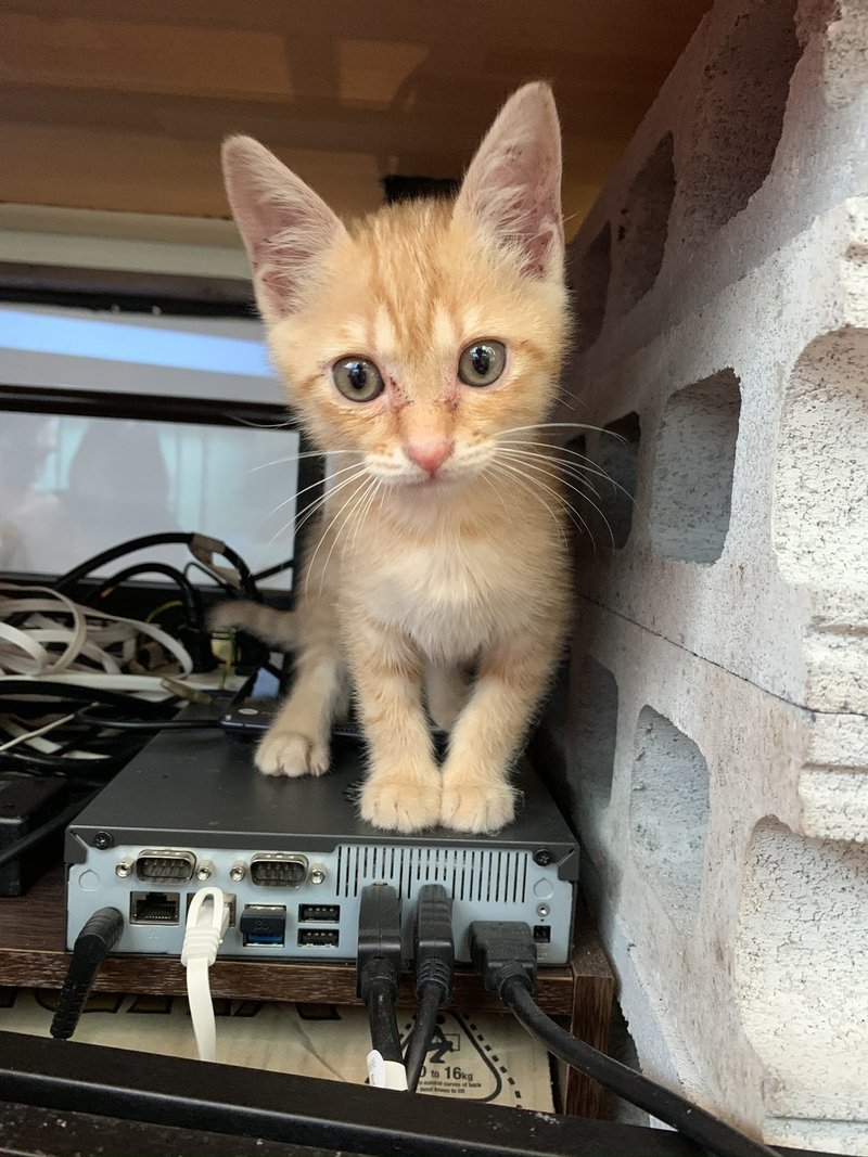 保護猫を飼うことになった トニーリン Note