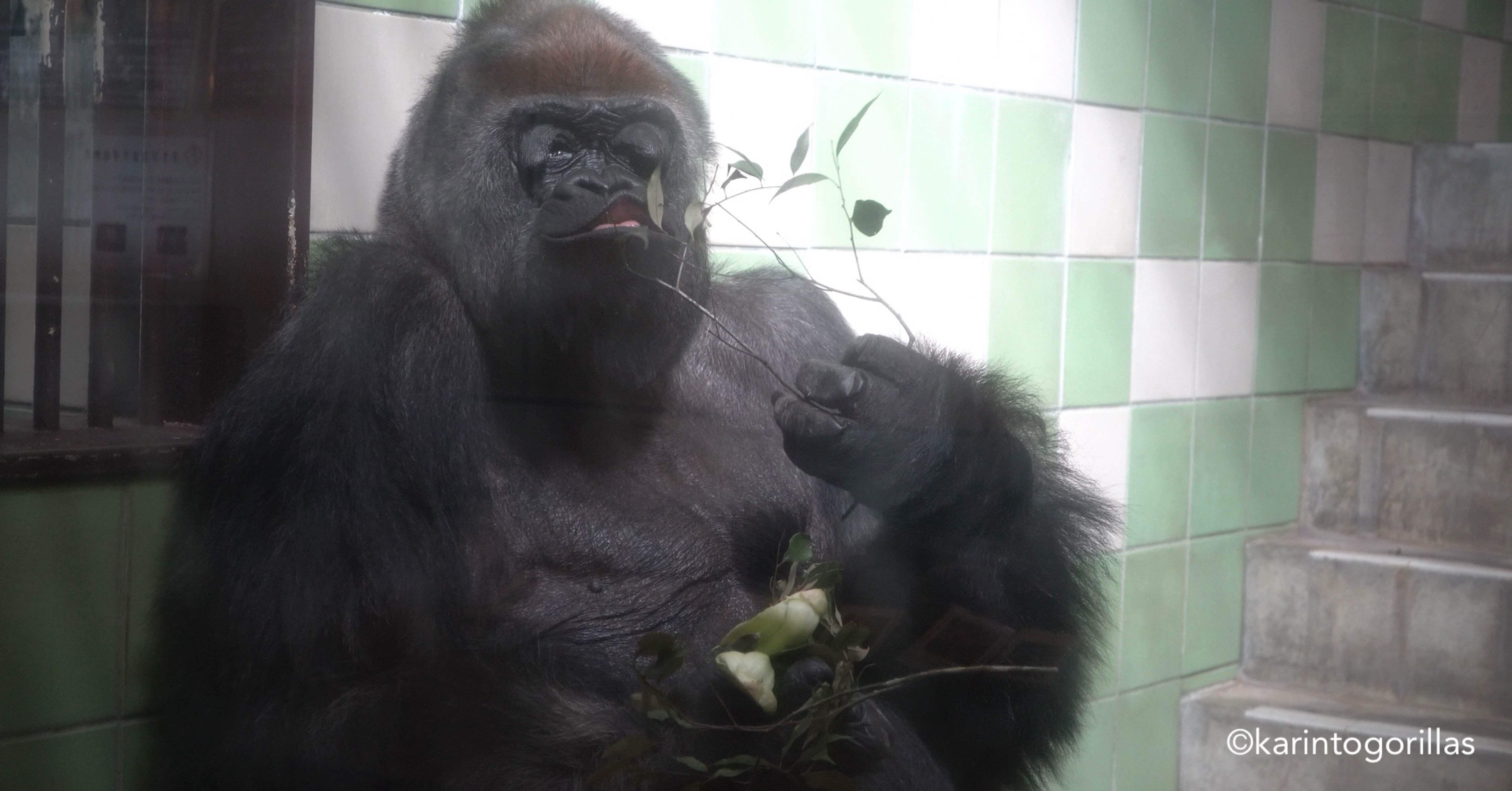 Hama Zoo 202409wk4｜Zoos For Conservation