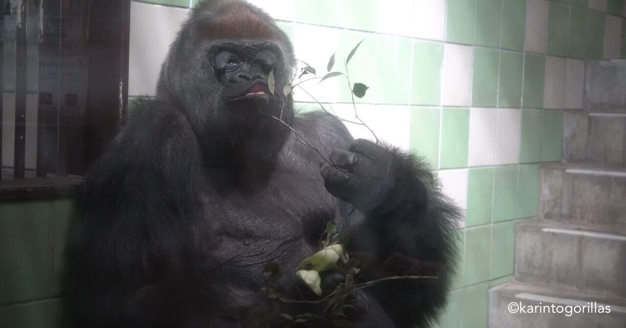 世界ゴリラの日をショウと祝う❤️｜Hama Zoo 202409｜Zoos For