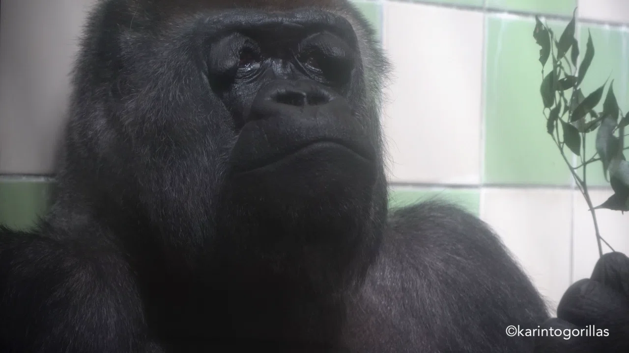 世界ゴリラの日をショウと祝う❤️｜Hama Zoo 202409｜Zoos For