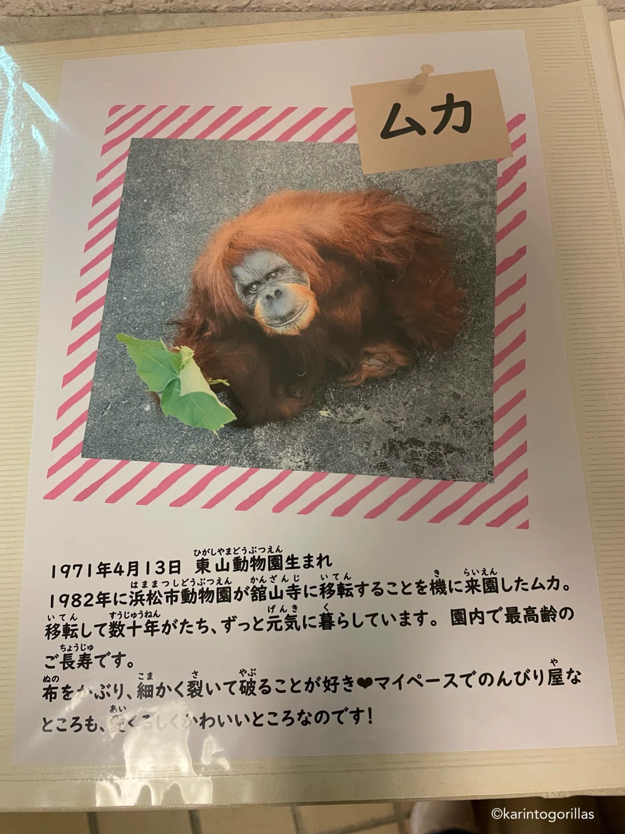 世界ゴリラの日をショウと祝う❤️｜Hama Zoo 202409｜Zoos For