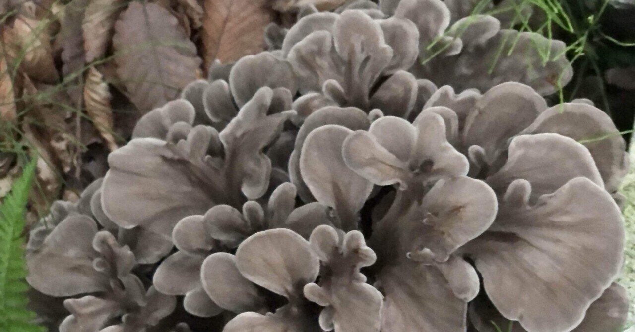 秋田県産 天然舞茸 10月21日収穫天然舞茸2.6kg