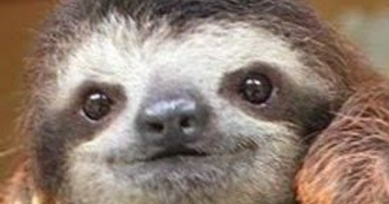 僕もあなたもナマケモノ はらけー webライター note