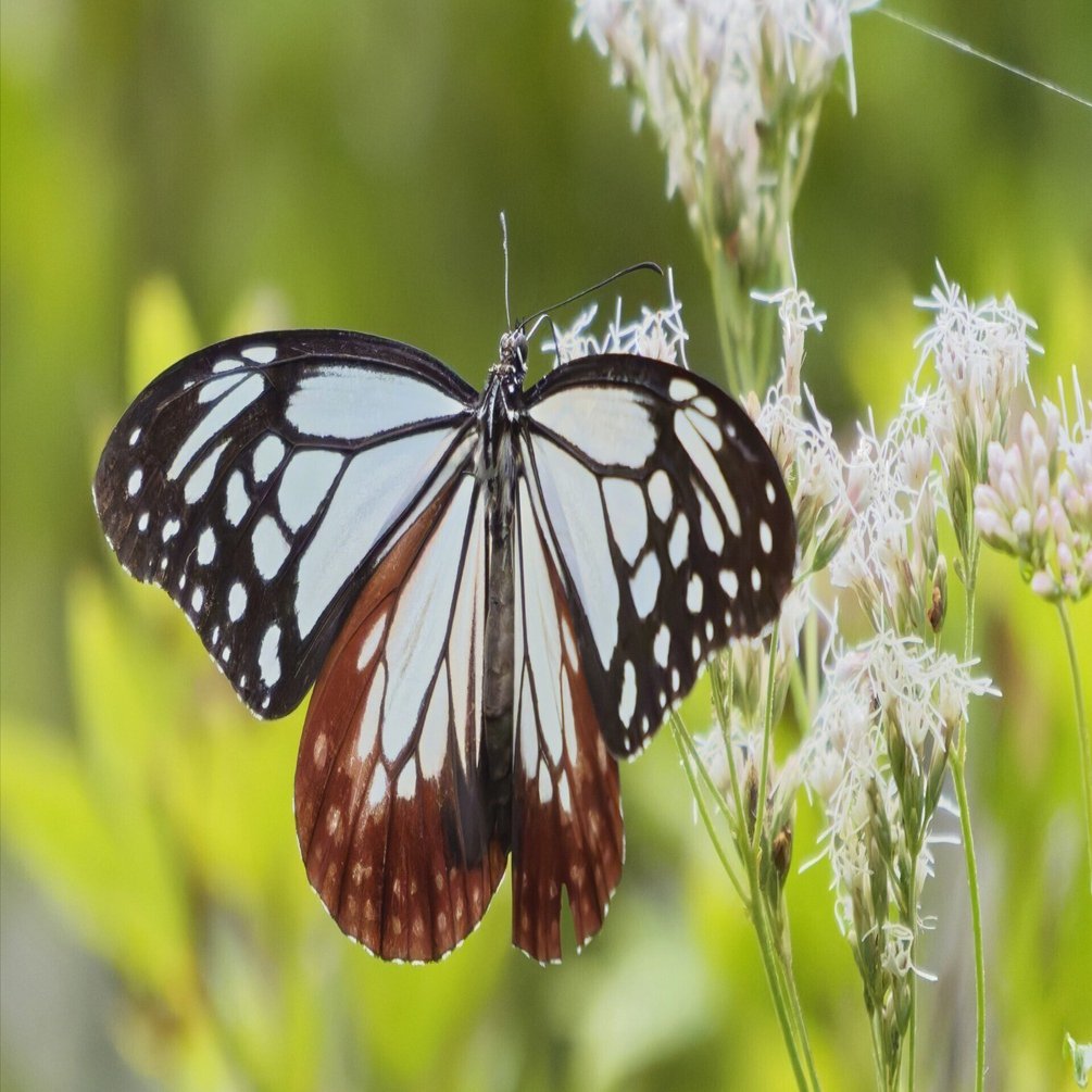 旅する蝶 アサギマダラ(浅葱斑)Ⅱ｜Miya