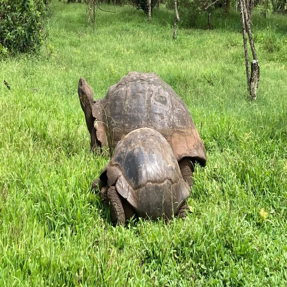 Can you visit the Galapagos Islands?🐢｜りかたび