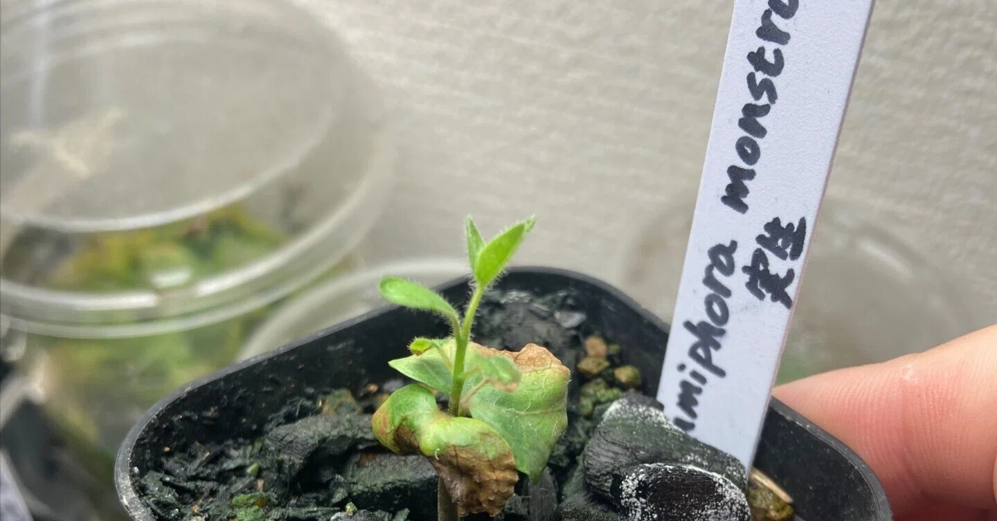 がんちゃん　コミフォラモンストローサ　現地球　塊根植物 コミフォラモンストローサ 24050510_36 【現地球】 | ISALO