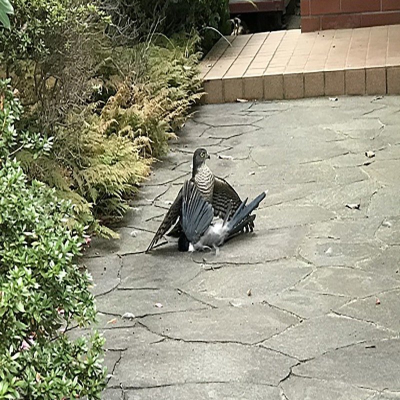 第6回 意外に捕食される する 翆野 大地 Note