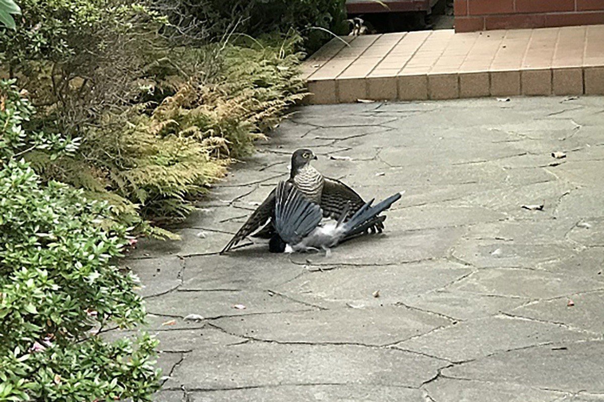 第6回 意外に捕食される する 翆野 大地 Note 第6回 意外に捕食される する 翆野 大地 Note