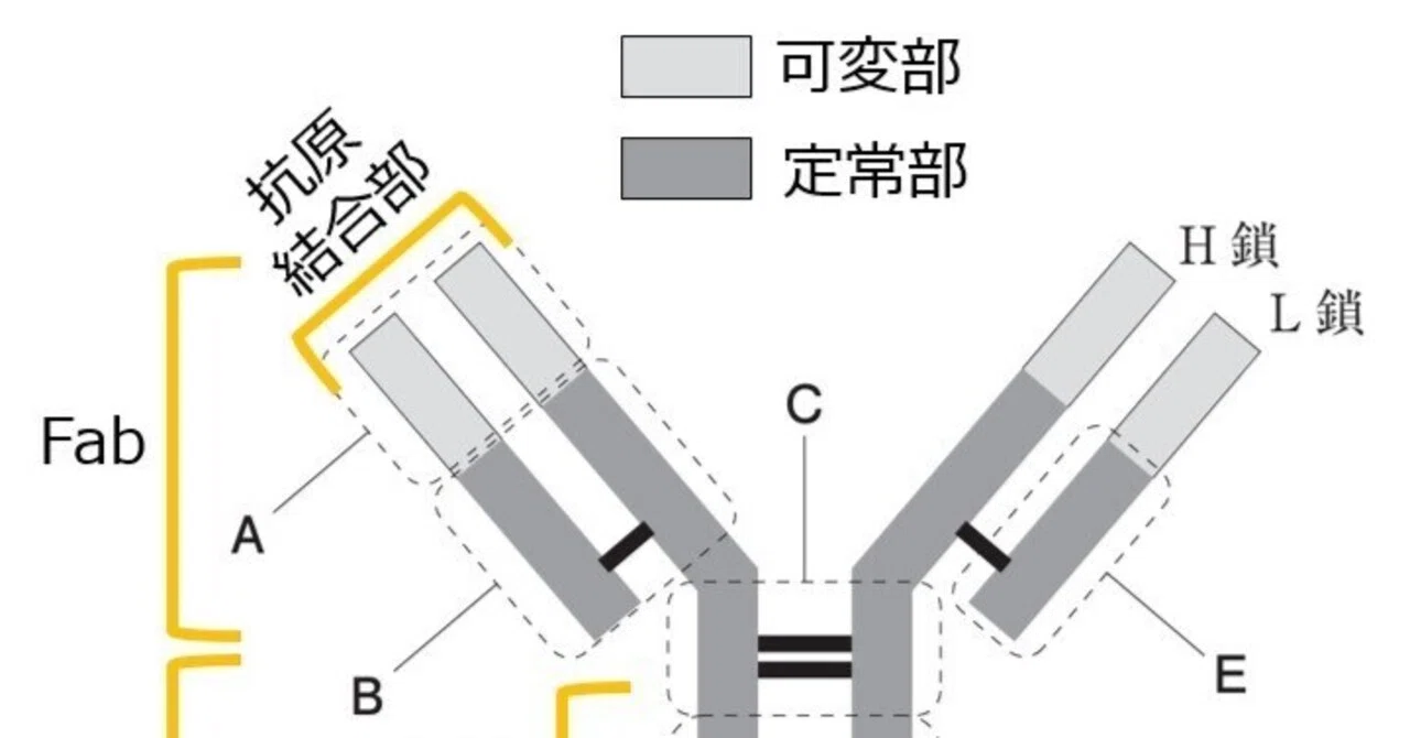 【薬剤師国家試験対策】　手作りノート（免疫•生体防御) 松廼屋｜論点解説 薬剤師国家試験対策ノート問107-118【生物】論点