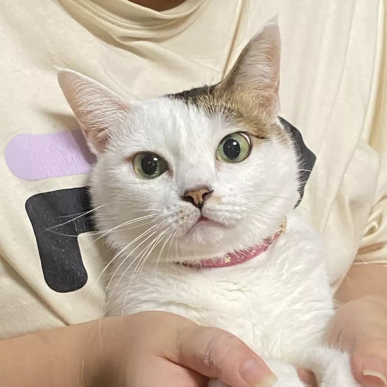 さざれ