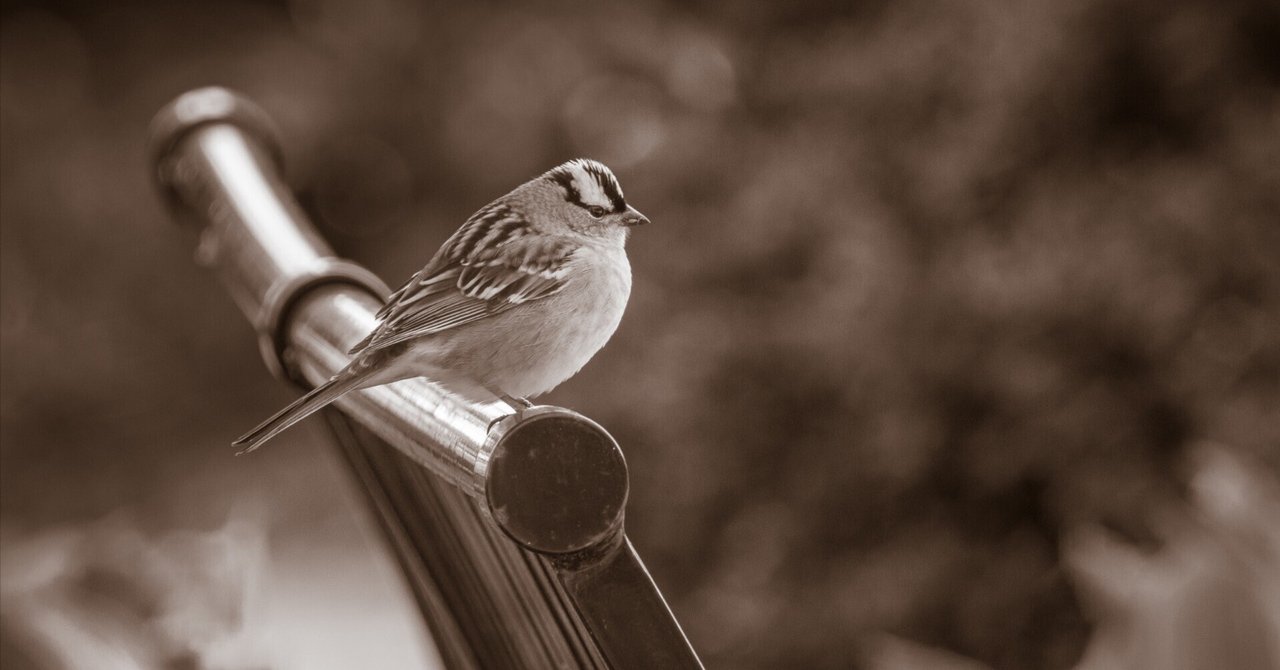名鳥 シカゴでバードウォッチング！】 White-crowned Sparrow