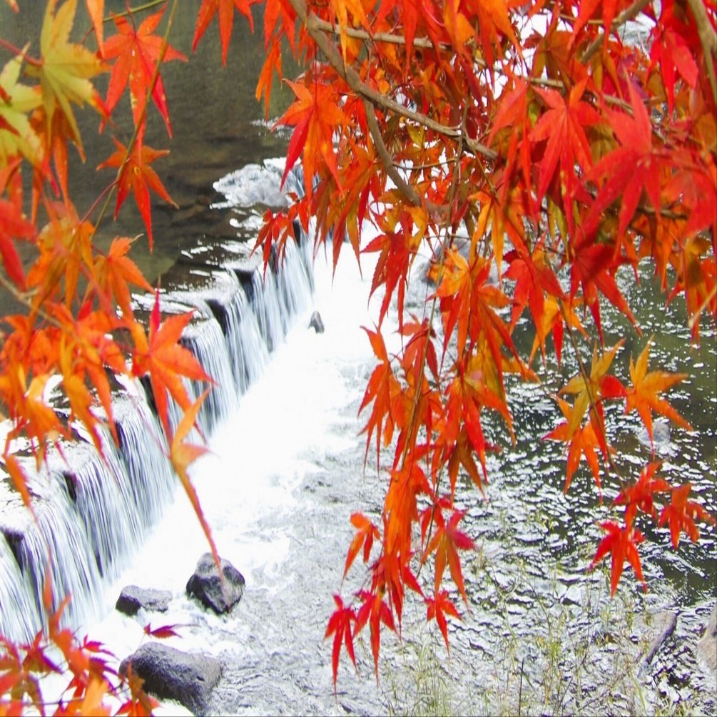 Amazon.co.jp: 風に紅葉(かぜのもみじ) ―依拠物語 本文 総牽引