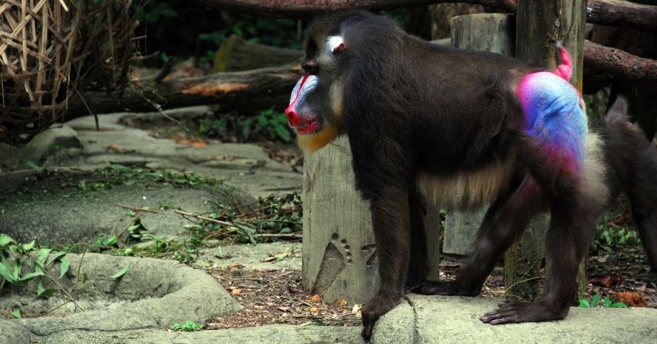 マンドリルの極彩色の体色の情報と 中国の山魈などの妖怪の伝承が混交して 酒天童子 酒呑童子 の 五色のまだら の体色 にいたるまでの 伝承の混交と伝播の流れのフローチャート 倉田幸暢 Note