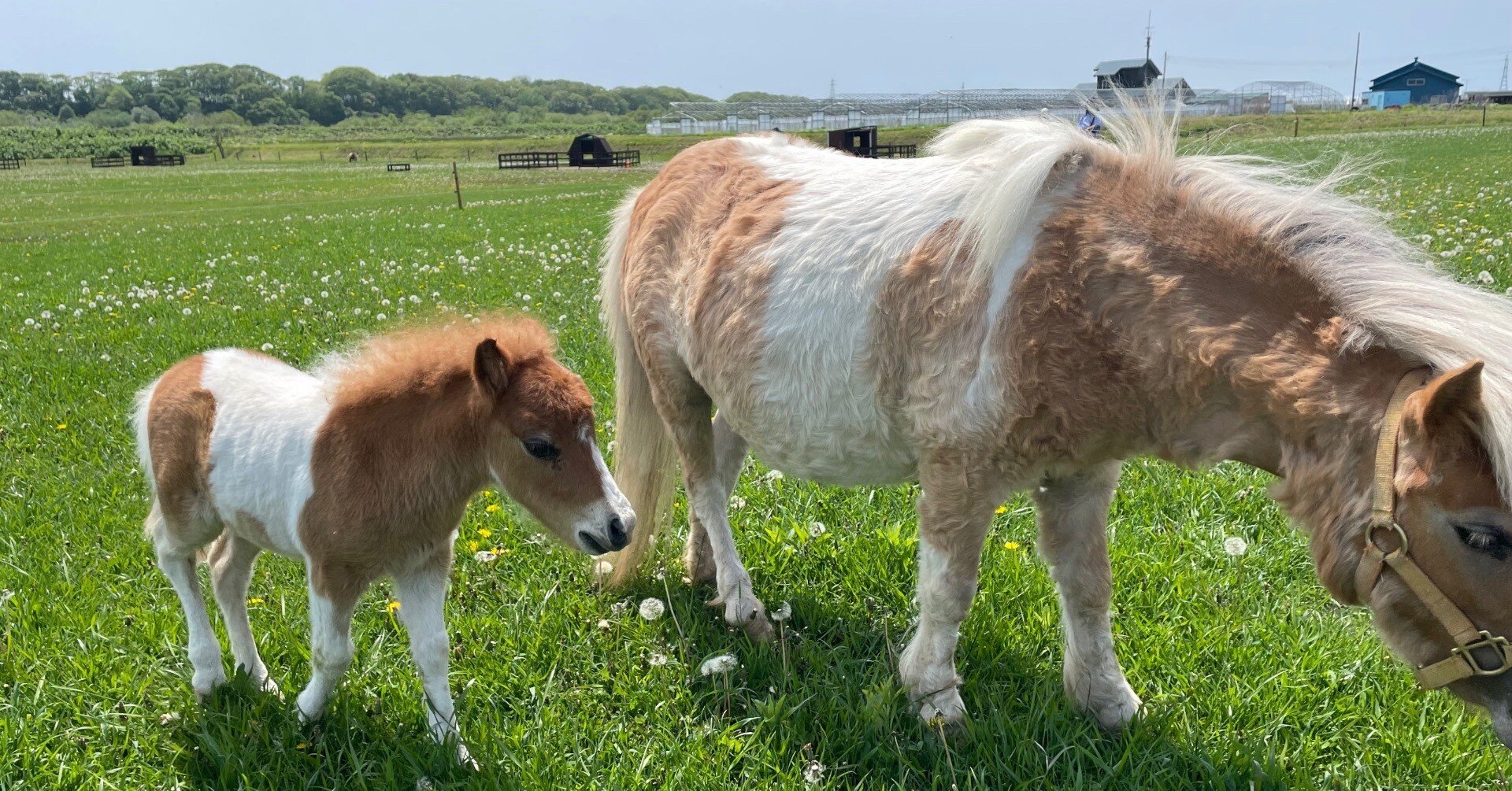 ヴィンテージ　平成レトロ　 KENNER　野村トーイ　ポニー　馬　ホース ヴィンテージ 平成レトロ KENNER 野村トーイ ポニー 馬 ホース