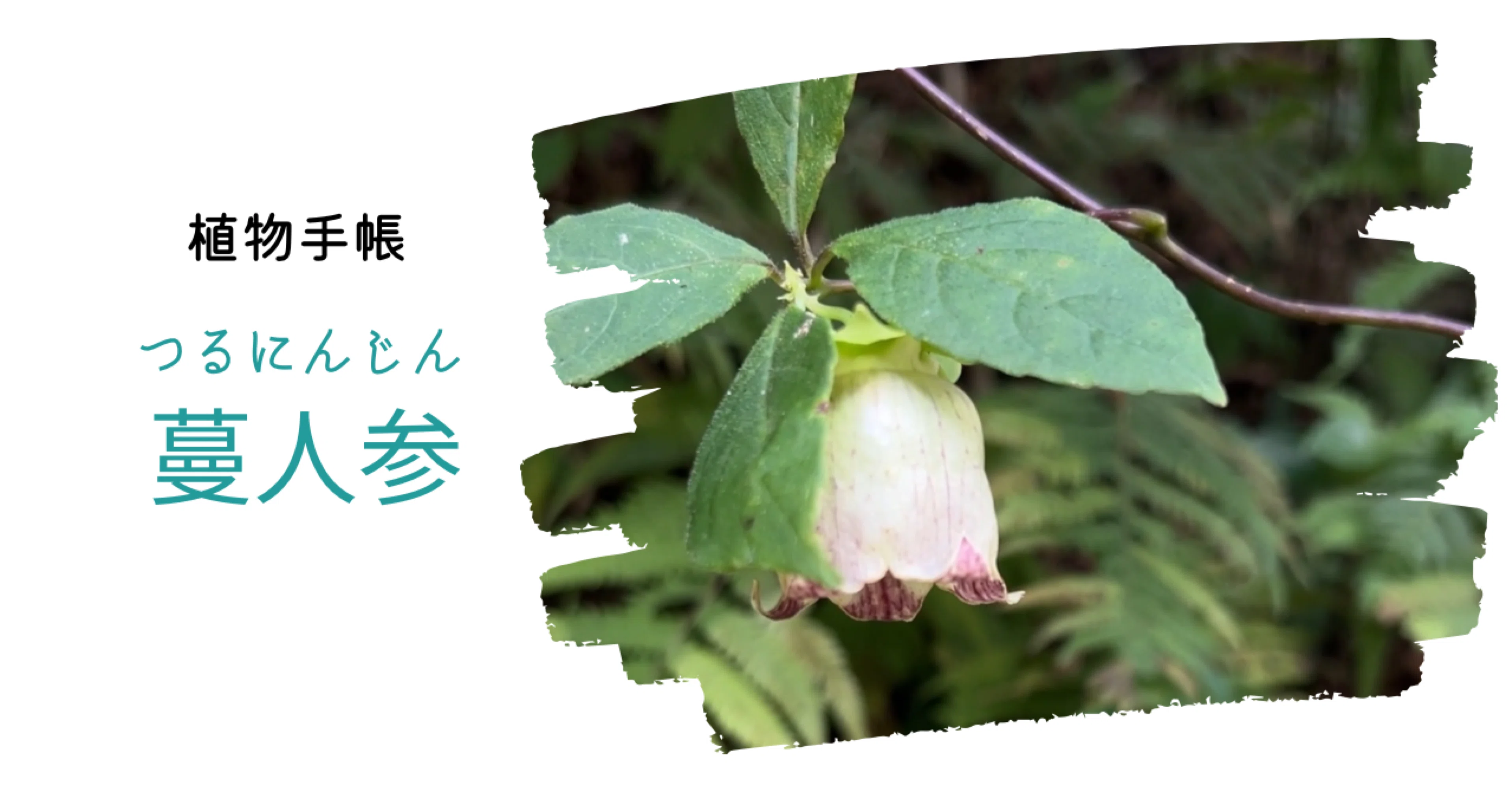 植物手帳】蔓人参 ツルニンジン｜植物手帳