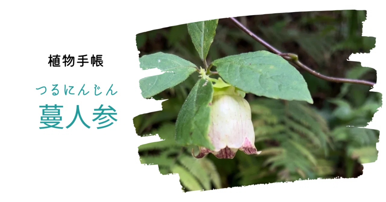 ツルニンジン　tyoraku 食品 ツルニンジン tyoraku様専用