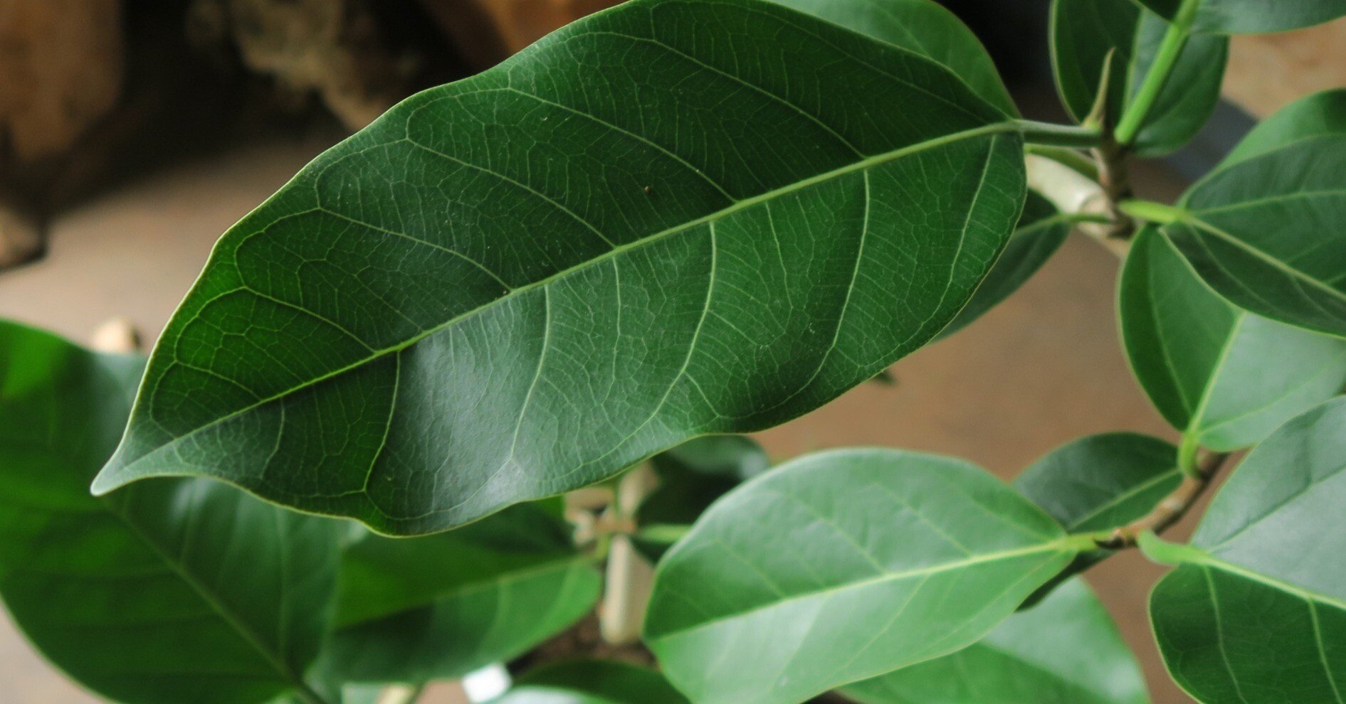 フィカス アーリーゴッドの育て方｜花屋のラフ