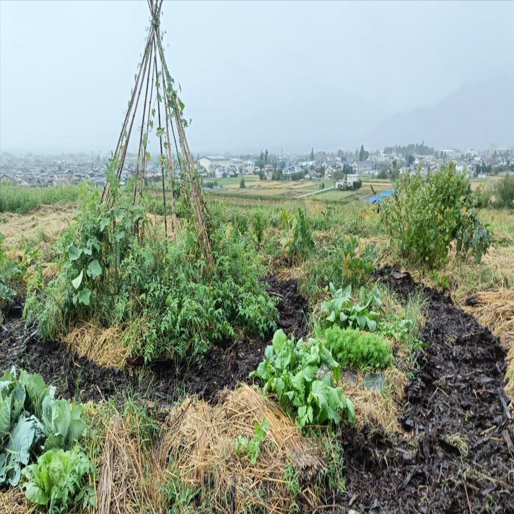 テイピマンダラガーデンにウッドチップ｜shanthi-usui