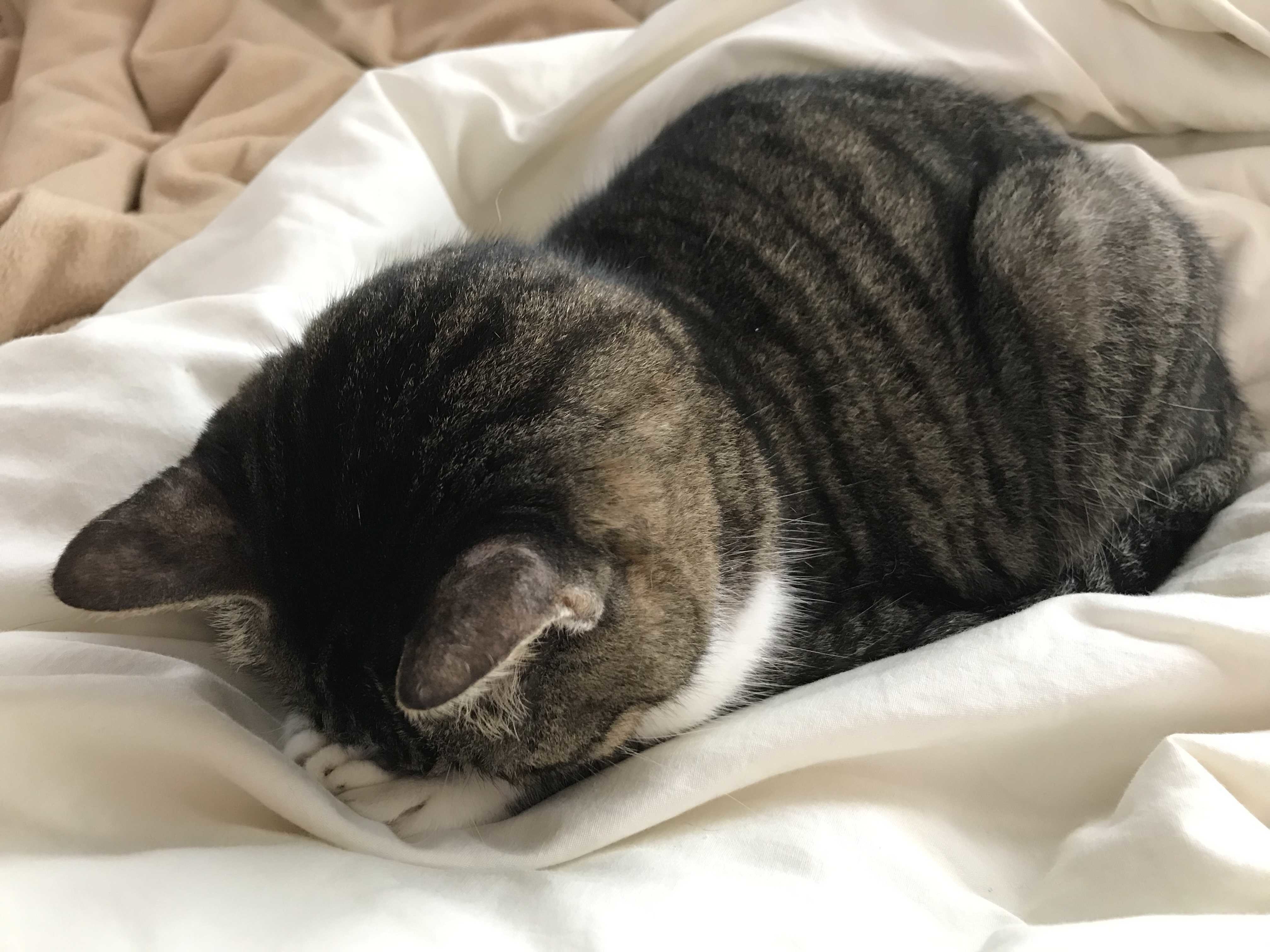 実は何も考えてない の新着タグ記事一覧 Note つくる つながる とどける