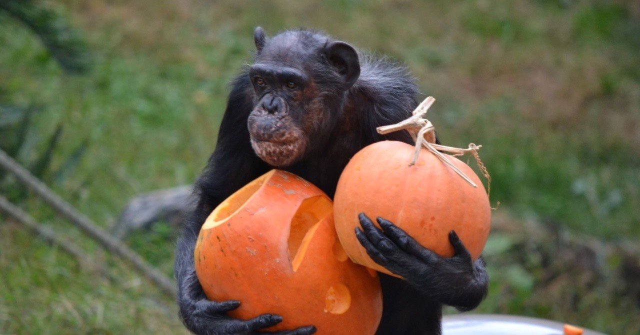 チンパンジー「マツコ」の半生①｜ハピズー