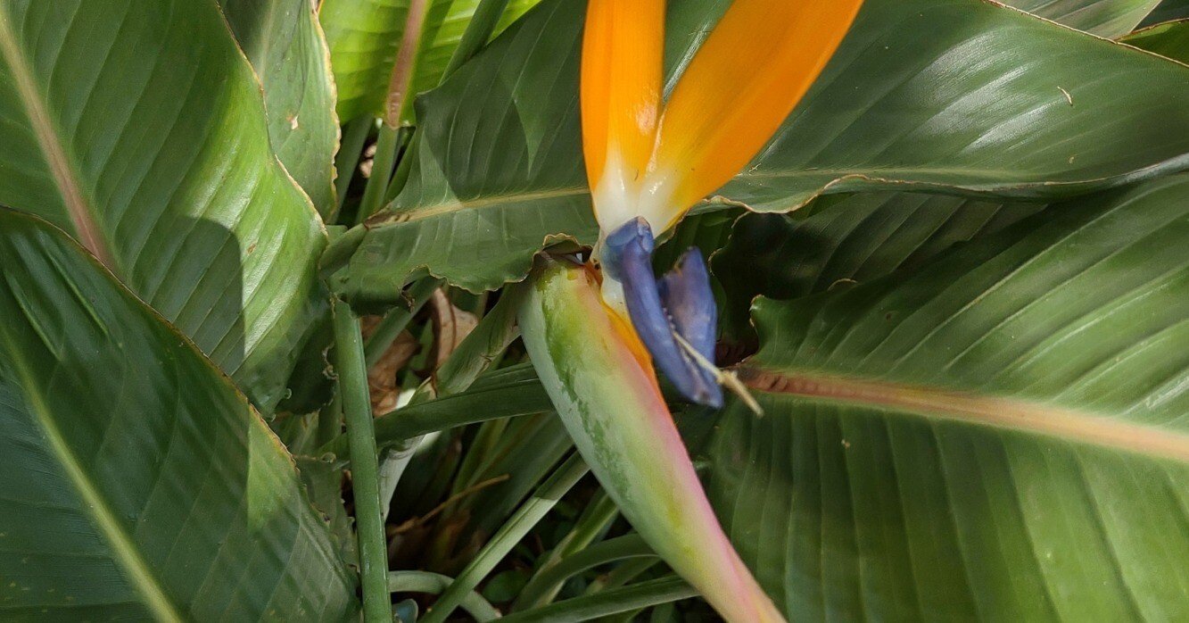 ✨極楽鳥花の壁紙🖼️ ギャラリー 花言葉 風水 ギフト Bird of