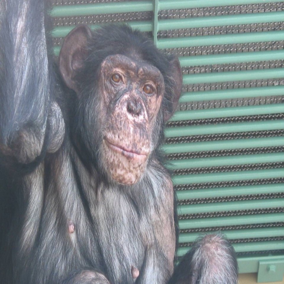 チンパンジー「マツコ」の半生①｜ハピズー