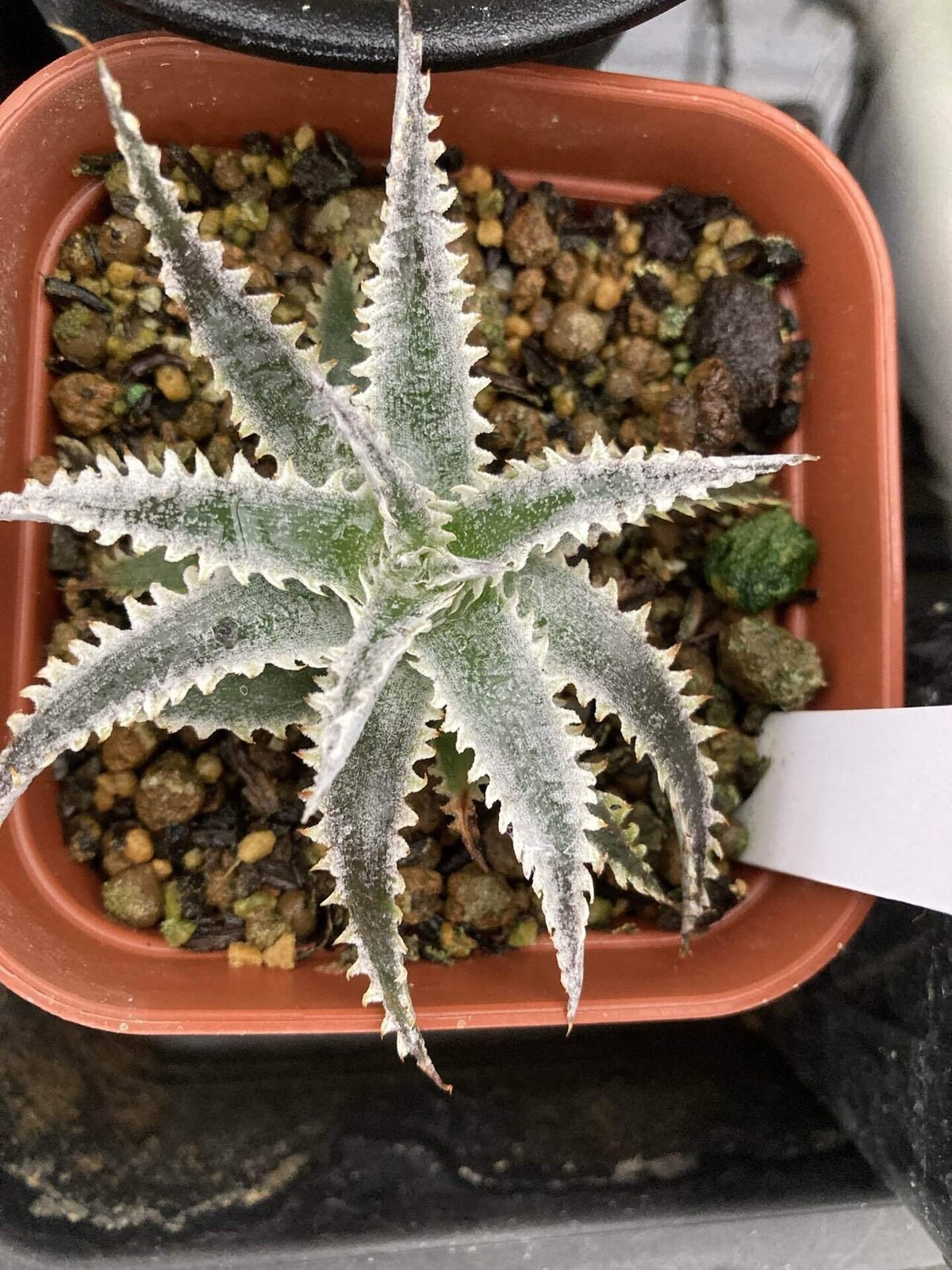 Twilight ディッキア dyckia Siamese
