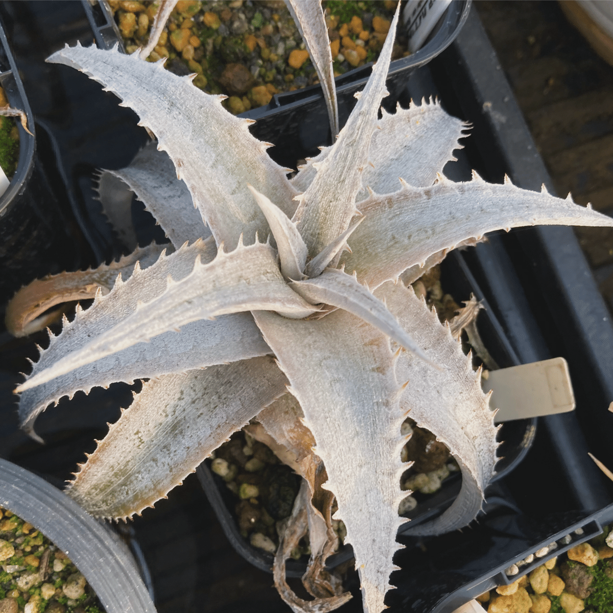まっつDyckia Crown of Thorns SilverFox IMAGE OR INFO | Panus Japan