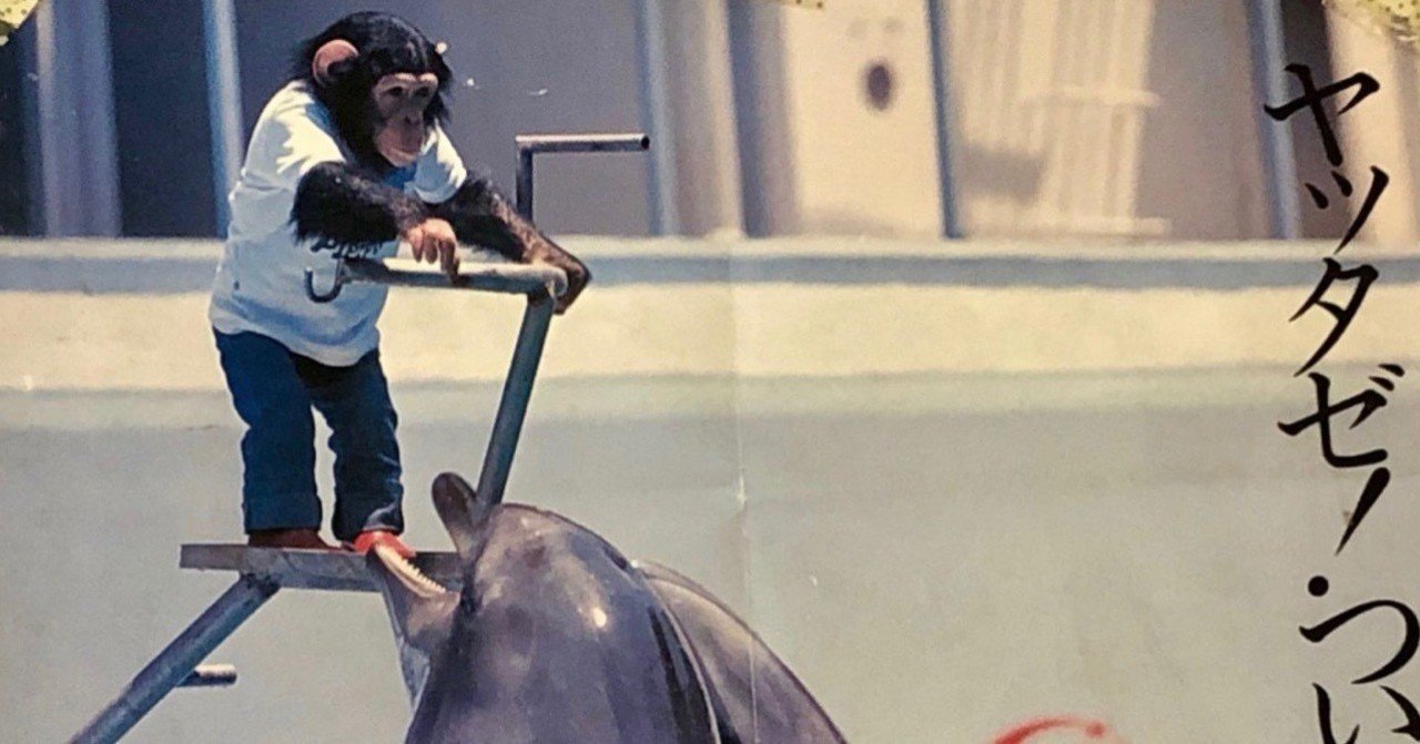 チンパンジー「マツコ」の半生②｜ハピズー