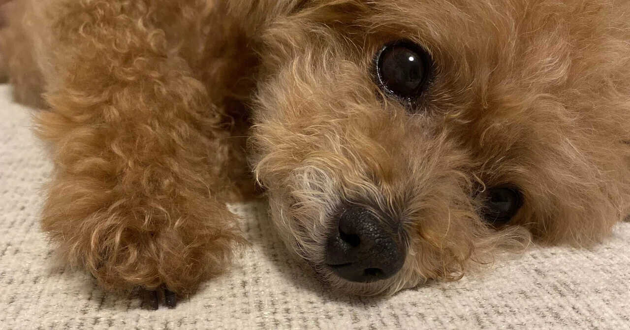 トイプードルのごはんの時間 うちの子シーグラスアート 犬 ペット