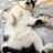 ねこのしもべ（こねこ）
