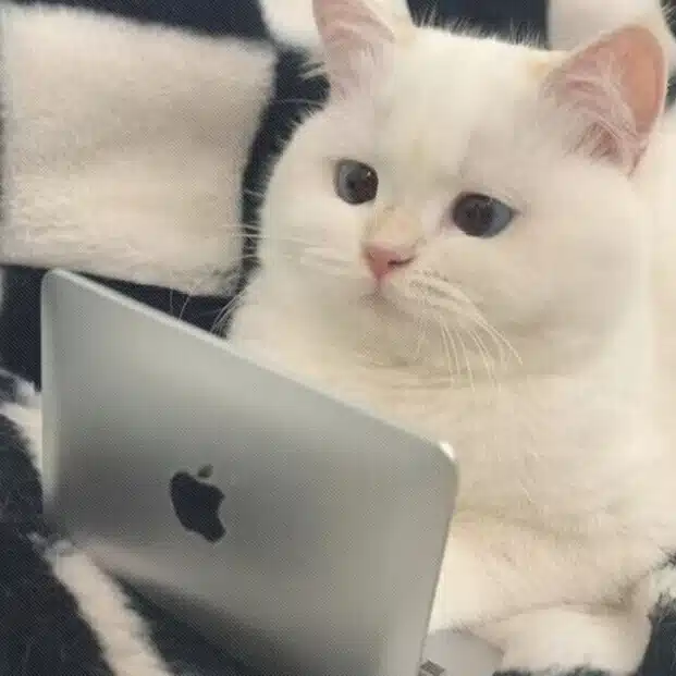 猫井ノブユキ🐱Nobuyuki Nekoi🐱