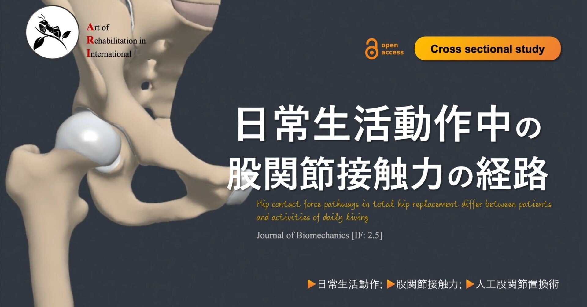 日常生活動作中の股関節接触力の経路|Super Human | 理学療法士 日常生活動作中の股関節接触力の経路|Super Human | 理学療法士