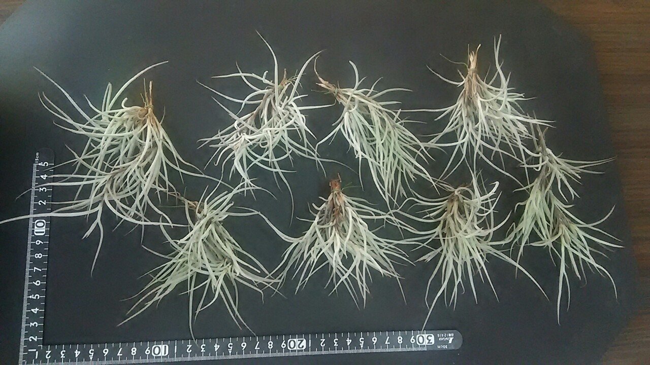 ティランジア入荷リスト11/1｜NatureGarden🌿神田