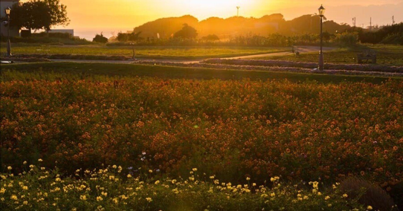 夕暮れコスモス【X-T5,α7CII】｜borichan | 旅するカメラ
