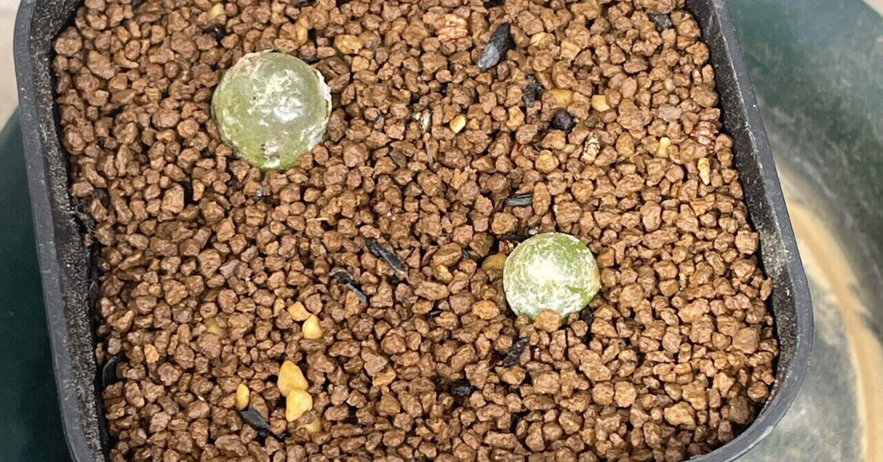 ブルゲリ実生リトライ①｜みーさぼ🌵🐰