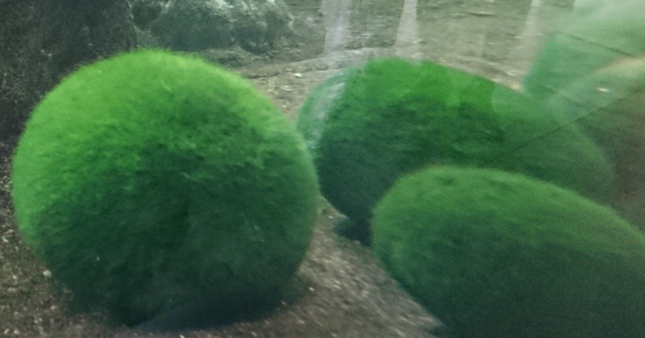 マリモ 小椋 智貴 Note