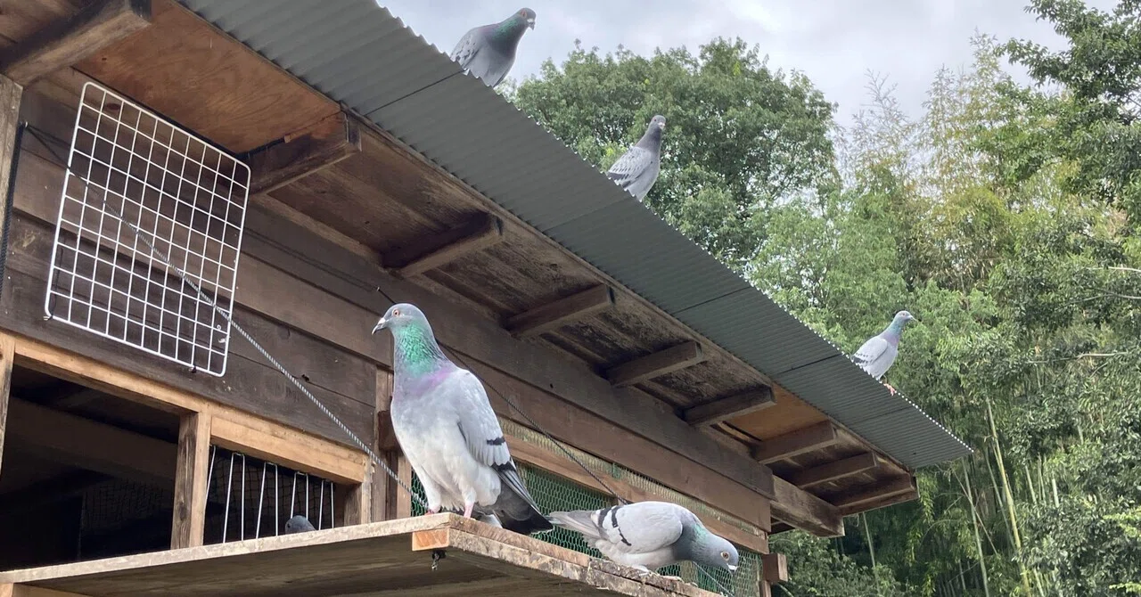 もう小屋は飽きた」DIY夫の鳥小屋ver.6の話｜おさかなとり