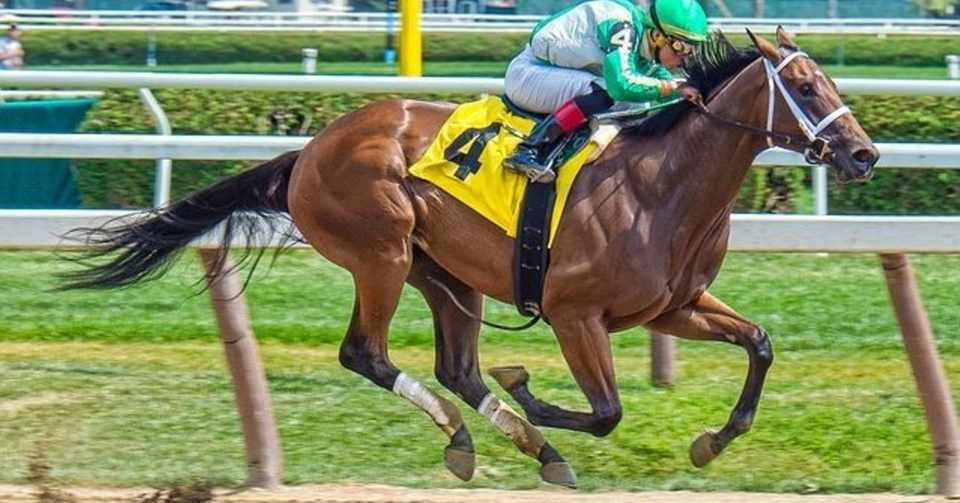 2019 11 4æµ¦å’Œç«¶é¦¬jbcã‚¹ãƒ—ãƒªãƒ³ãƒˆäºˆæƒ³ ã‚±ãƒ³ã‚­ãƒ³ã‚° Note