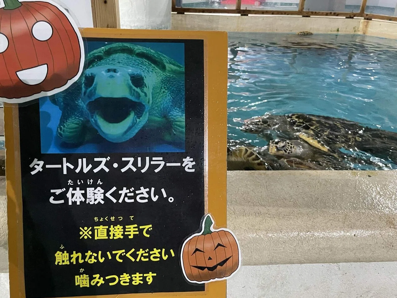 ウミガメたちの真の姿を体感！『タートルズ・スリラー』｜桂浜水族館 公式