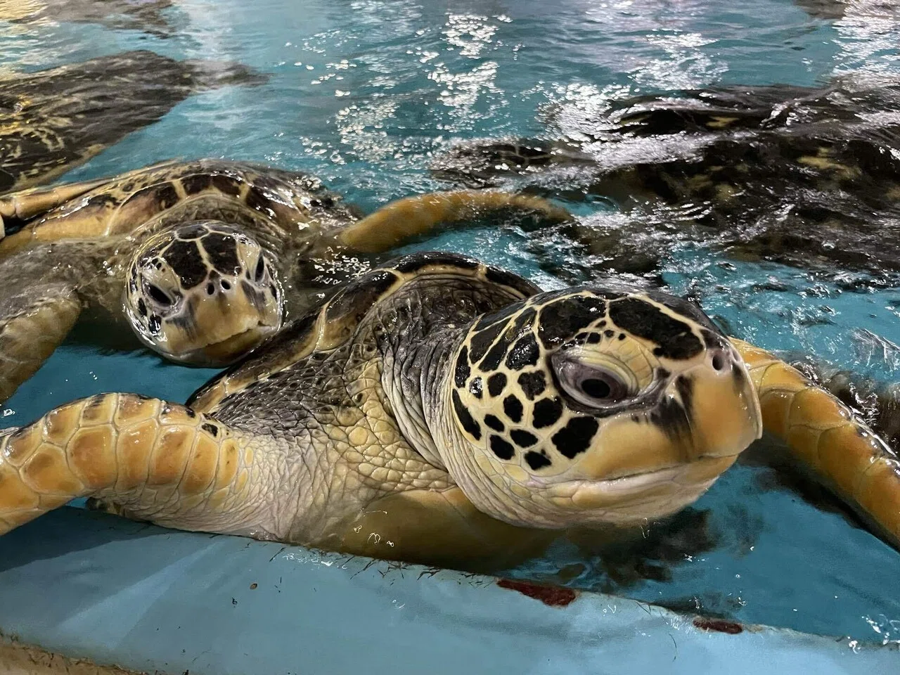 ウミガメたちの真の姿を体感！『タートルズ・スリラー』｜桂浜水族館 公式