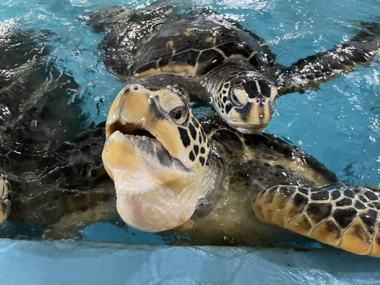 ウミガメたちの真の姿を体感！『タートルズ・スリラー』｜桂浜水族館 公式