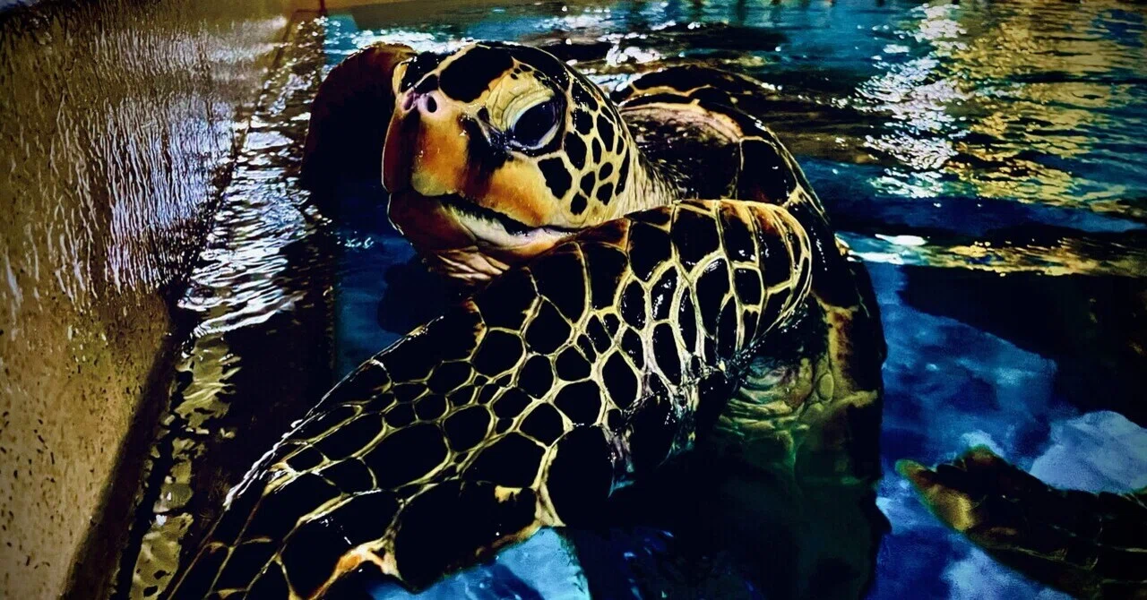 ウミガメたちの真の姿を体感！『タートルズ・スリラー』｜桂浜水族館 公式