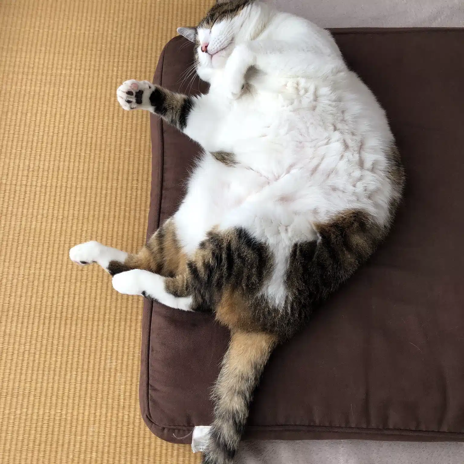 がんもちゃん