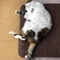 がんもちゃん