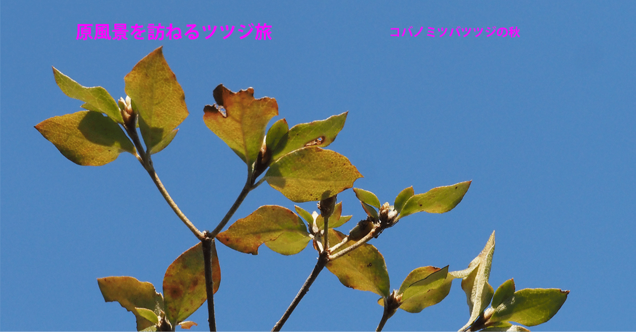 ミツバツツジ/小葉性【現品発送】管理70577 ミツバツツジ/小葉性【現品発送】管理70577 ミツバツツジ/小葉性【現品