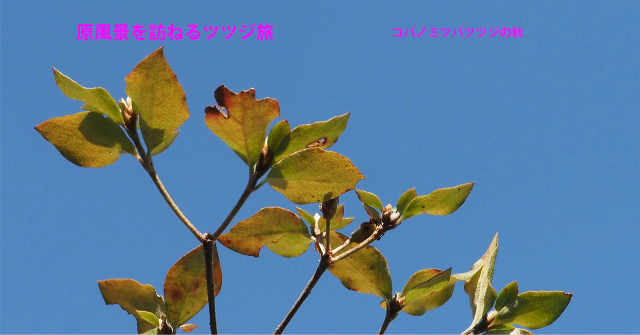 土日特価。山採りコバノミツバツツジ。 1年でこの時期しか見られない