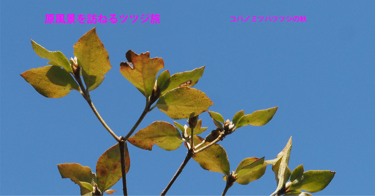 31．コバノミツバツツジの秋｜sasayan